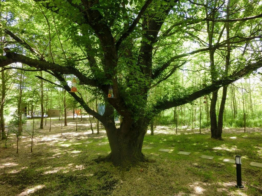 Complejo Aires Del Bosque Apartman Chascomús Kültér fotó